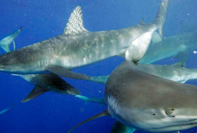 Cocaine-Positive Sharks Found Off Brazilian Coast, Sparking Wild Theories