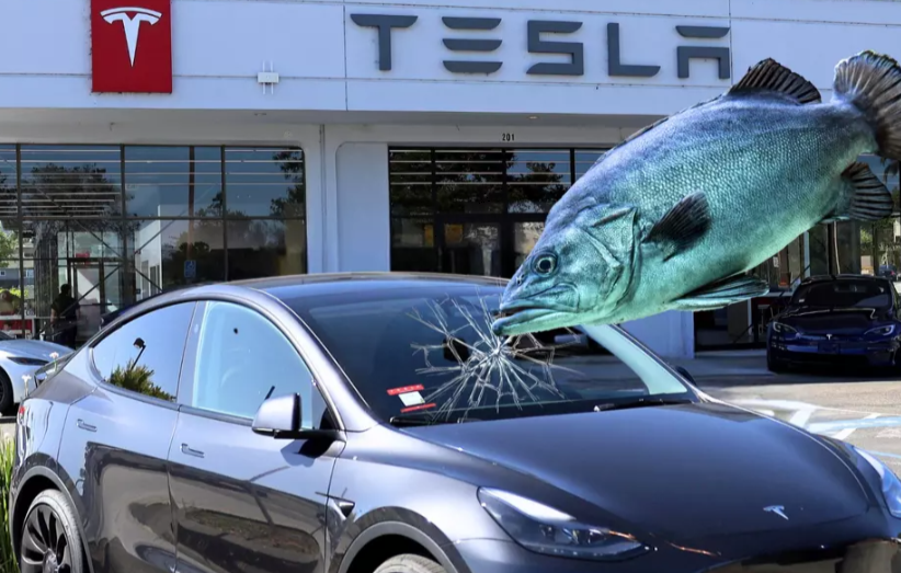 Tesla Windshield Shattered by Random Fish That Fell From the Sky