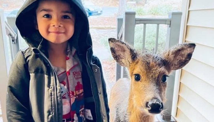 During a family vacation, a 4-year-old boy befriends a wild deer and tries to bring it home