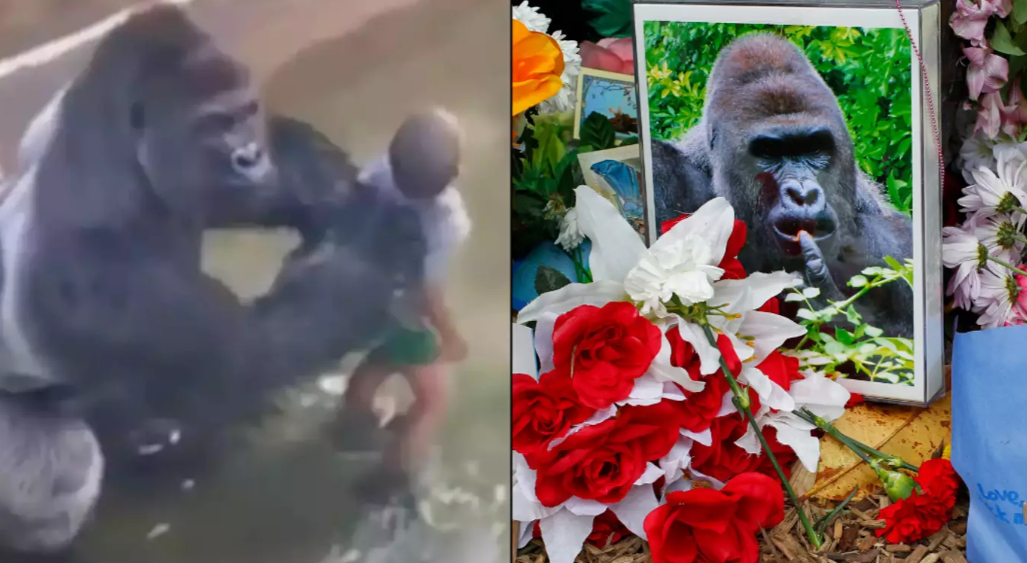 Mum of child who fell into Harambe’s enclosure spoke out after incident that saw gorilla kill*ed