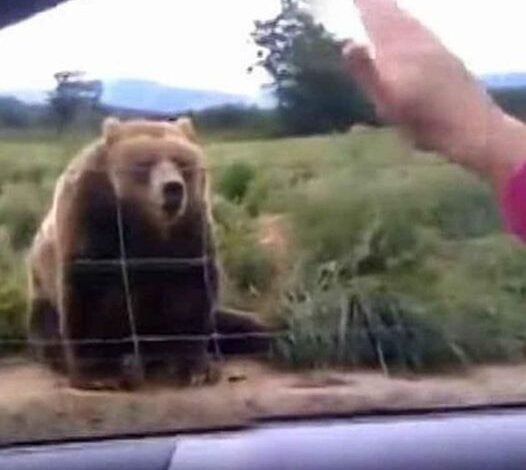 Woman waves to bear from her car, but watch his unexpected response 1 second later