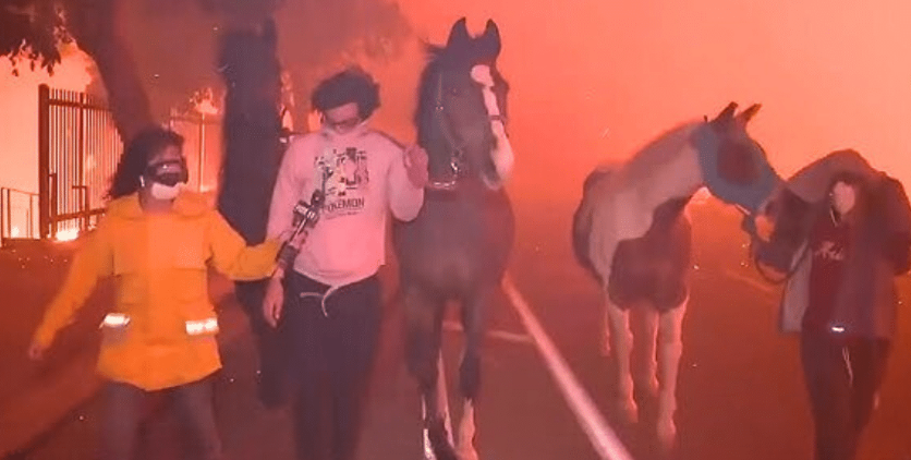 People Flee On Foot With Their Horses From Massive Fire Destroying Parts Of Los Angeles