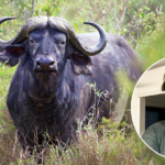 Oklahoma Farmer Fatally Attacked By Water Buffalo Purchased One Day Earlier