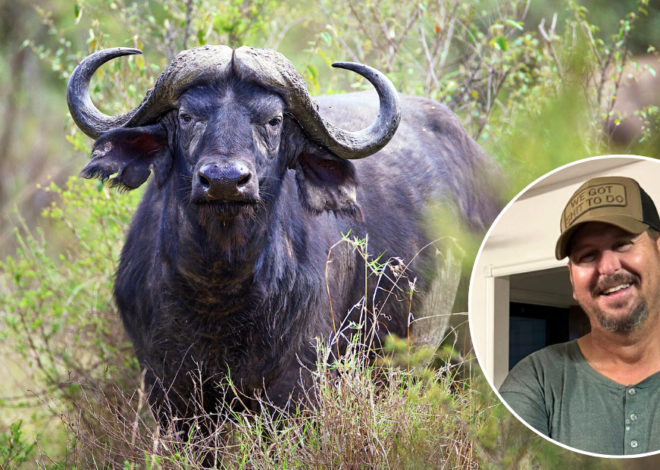 Oklahoma Farmer Fatally Attacked By Water Buffalo Purchased One Day Earlier