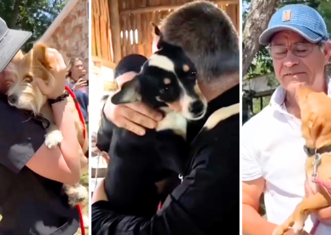 Tears Flow As Pet Owners & Their Dogs Reunite After Catastrophic Texas Floods