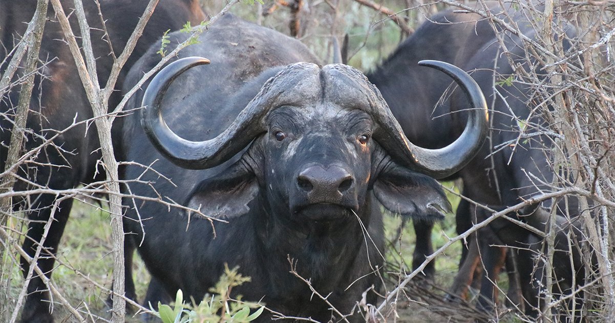 Texas ranch millionaire gored by buffalo on South Africa hunt