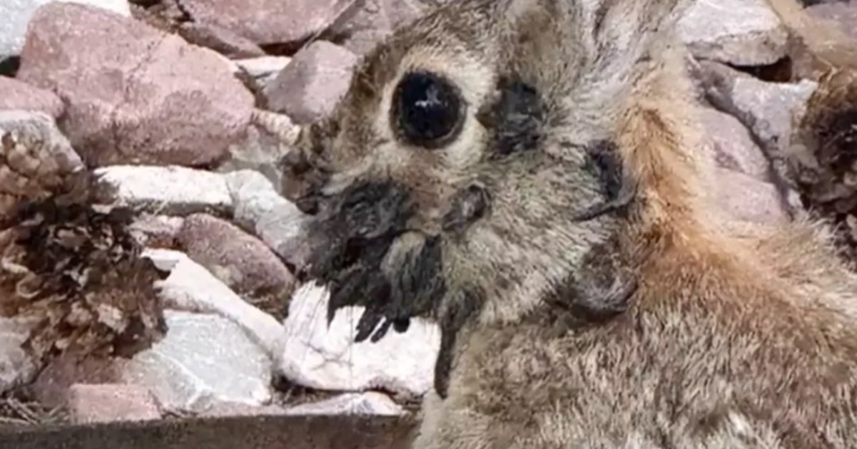 Warning on ‘Frakenstein’ rabbits invading the US
