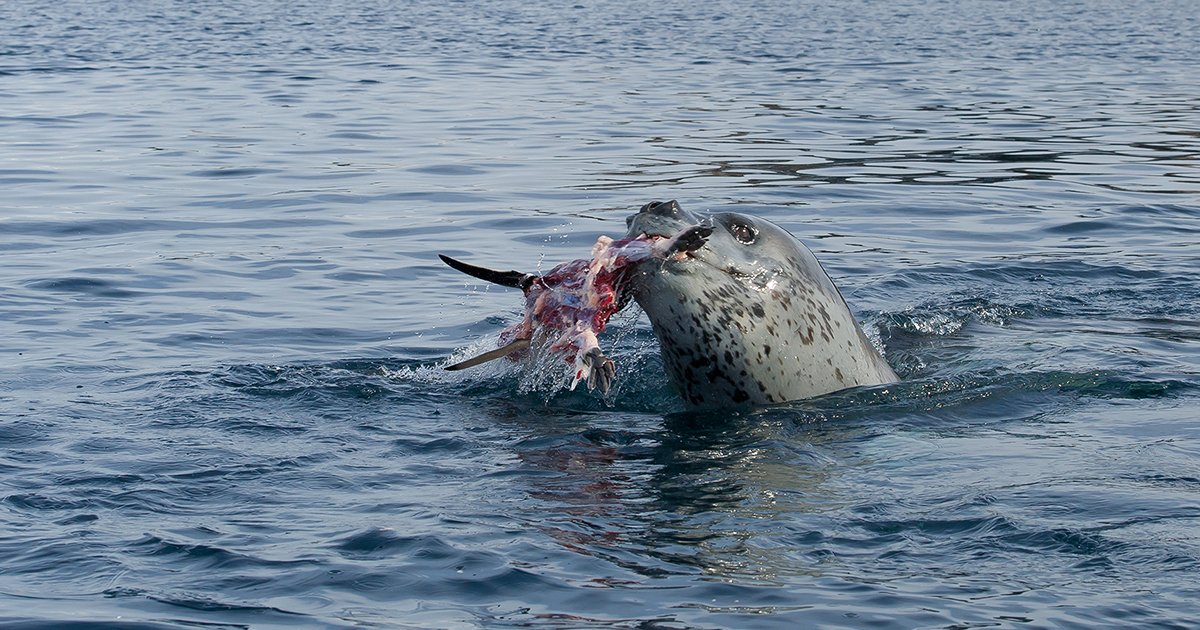 Woman’s horrifying final moments as she’s killed by leopard seal while snorkeling