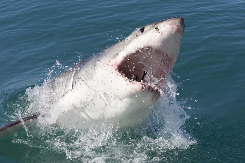 Man’s heroic final act before being mauled by shark revealed by shocked witness
