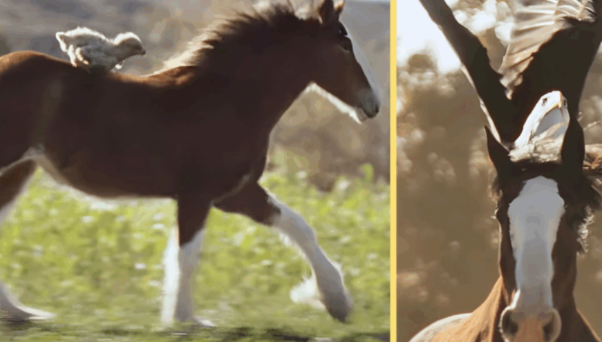 Budweiser Releases 2026 Super Bowl Commercial – Watch It Before The Big Game