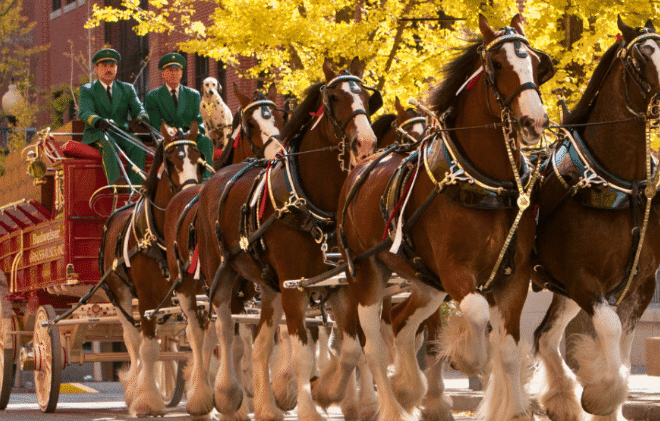 10 Things You Didn’t Know About The Budweiser Clydesdales