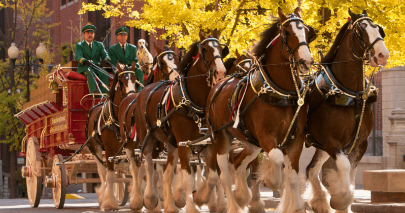 10 Things You Didn’t Know About The Budweiser Clydesdales