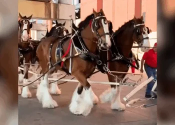 Watch The Iconic Budweiser Clydesdales Arrive At Busch Stadium On Opening Day