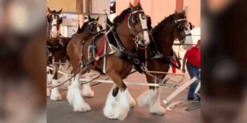 Watch The Iconic Budweiser Clydesdales Arrive At Busch Stadium On Opening Day