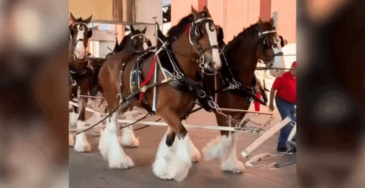 Watch The Iconic Budweiser Clydesdales Arrive At Busch Stadium On Opening Day