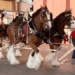 Watch The Iconic Budweiser Clydesdales Arrive At Busch Stadium On Opening Day
