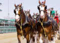 Relive The Iconic Moment When The Budweiser Clydesdales Lapped Around Churchill Downs