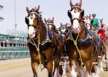 Relive The Iconic Moment When The Budweiser Clydesdales Lapped Around Churchill Downs