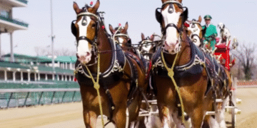 Relive The Iconic Moment When The Budweiser Clydesdales Lapped Around Churchill Downs