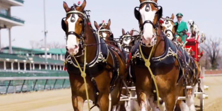Relive The Iconic Moment When The Budweiser Clydesdales Lapped Around Churchill Downs