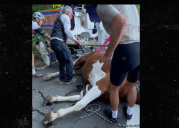 Central Park Carriage Horse Sudden Death Horrifies Crowd