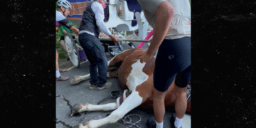 Central Park Carriage Horse Sudden Death Horrifies Crowd