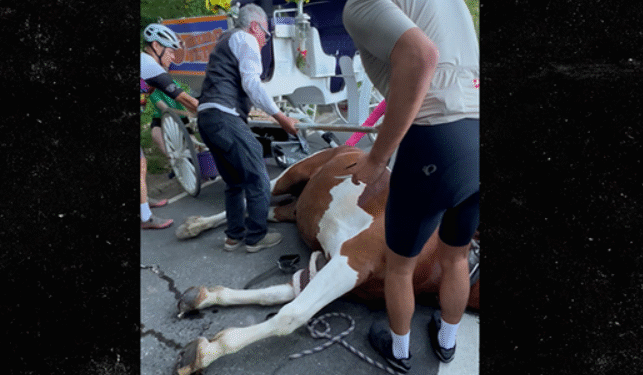 Central Park Carriage Horse Sudden Death Horrifies Crowd
