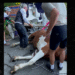 Central Park Carriage Horse Sudden Death Horrifies Crowd
