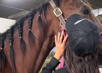 Teen Suspect In Las Vegas Horse Stabbing Appears In Court, Denies Charges