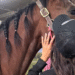 Teen Suspect In Las Vegas Horse Stabbing Appears In Court, Denies Charges